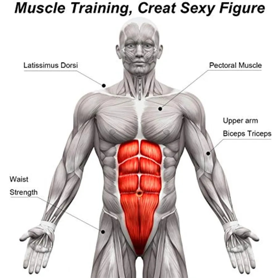 Abdominal Roller Wheel Muscle Trainer for Arms Back and Core